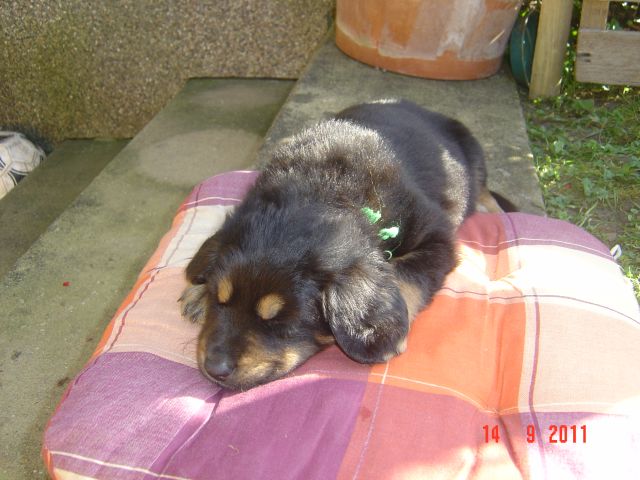 Bonny weiß: Schlafende Hunde soll man nicht wecken !!