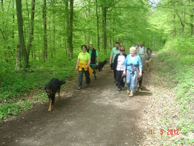 Ein Spaziergang durch den schönen Buchenwald macht Laune.